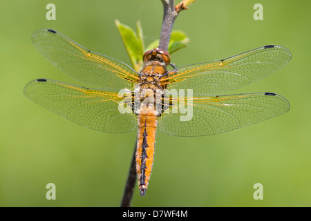 Scarce Chaser - Libellula fulva Stock Photo