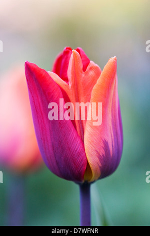 Tulipa 'Prinses Irene' in an English garden. Change in colour on one tepal from orange to red. Stock Photo