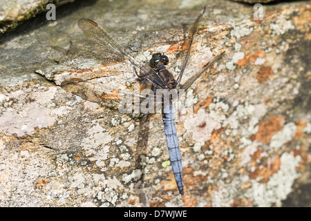 Keeled Skimmer - Orthetrum coerulescens, Male Stock Photo