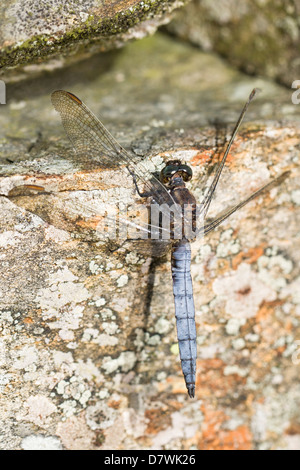 Keeled Skimmer - Orthetrum coerulescens, Male Stock Photo