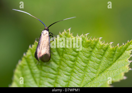Fairy longhorn Moth - Adela reaumurella (female) Stock Photo