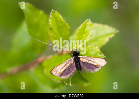 Fairy longhorn moth - Adela reaumurella (male) Stock Photo