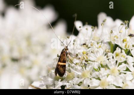 Fairy longhorn moth - Nemophora degeerella (male) Stock Photo