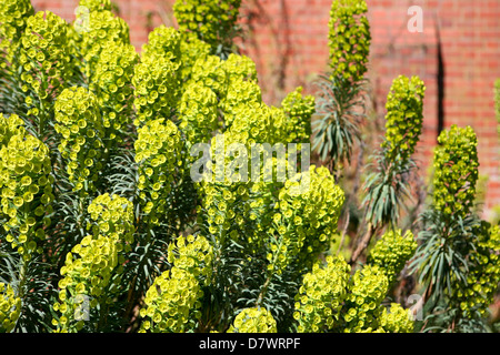 Euphorbia characias subsp. wulfenii, against red brick wall. Stock Photo