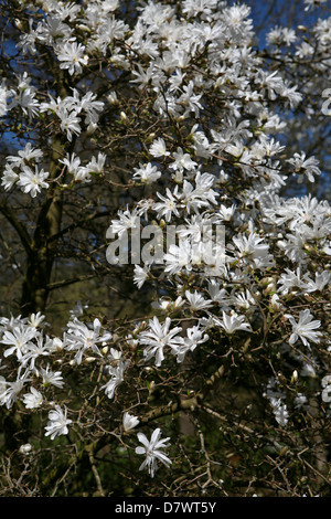 Star Magnolia tree (Magnolia stellata) in flower Stock Photo