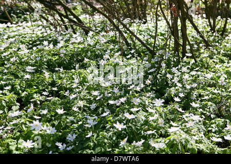 Wood anemones (Anemone nemorosa) covering the ground beneath trees, early spring. Stock Photo