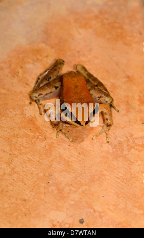 beautiful female Dark-sided Frog (Rana nigrovittata) in the pond Stock ...