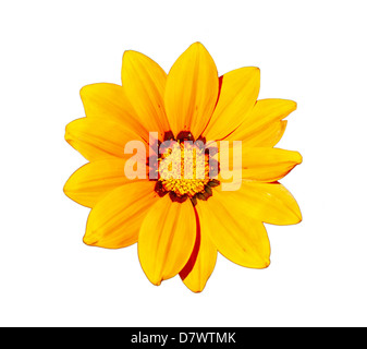 Gazania - Yellow flower head, isolated on a white background. Stock Photo