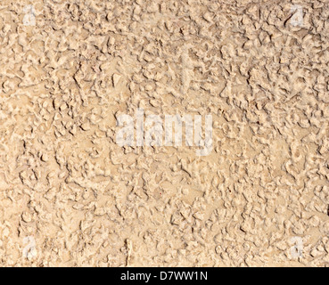 Background - beige stone texture - bark-boring beetle. Stock Photo