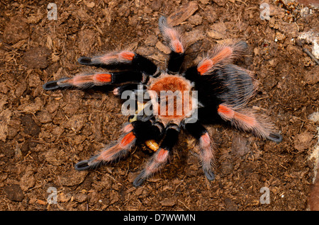 beautiful subadult female Mexican Fireleg tarantula(Brachypelma boehmei) eating Stock Photo