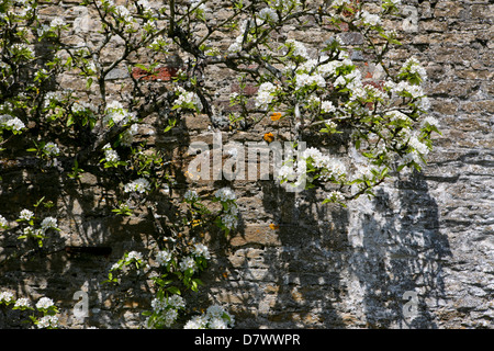 Malus domestica - white blossom on the branches of a mature wall trained apple tree, against an old stone and brick wall Stock Photo