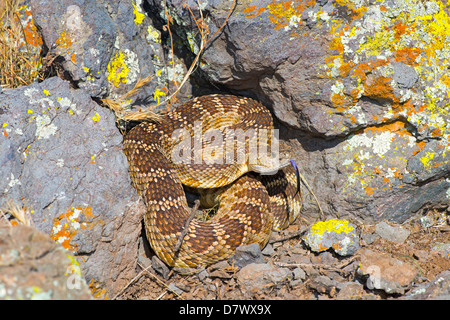 Western Rattlesnake Crotalus oreganus oreganus Lake Isabella, Kern County, California, United States 19 April Adult Viperidae Stock Photo
