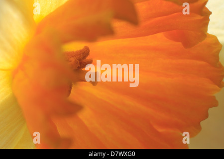 A close-up macro shot of the inside of a daffodil (Narcissus), showing stamen and petals Stock Photo