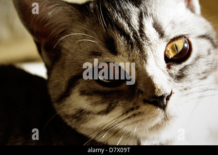 Close up portrait of british short hair kitten. Stock Photo