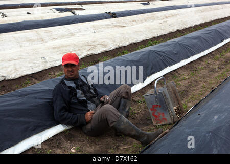 Seasonal workers, people from Romania and Bulgaria harvesting and picking asparagus, fields in Central Bohemia, Czech Republic Stock Photo