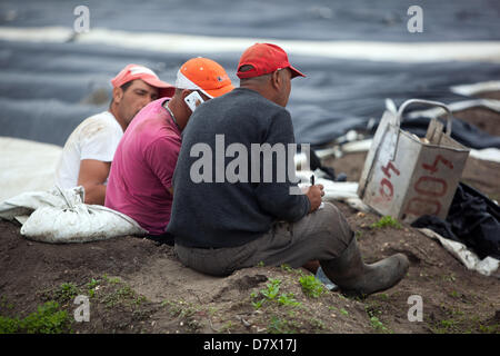 Seasonal workers, people from Romania and Bulgaria harvesting and picking asparagus, Czech Republic Stock Photo