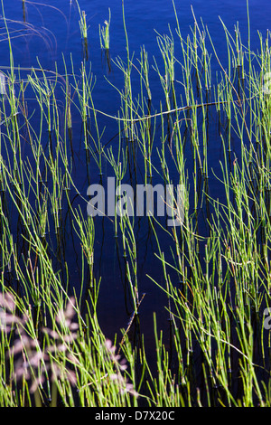 Marsh grass, Reflection Pond, Denali National Park, Alaska, USA Stock Photo
