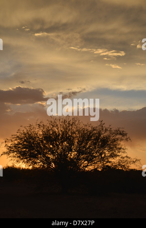 Sunset silhouettes a mesquite tree as seen from the east side, Tucson, Arizona, Sonoran Desert, USA. Stock Photo