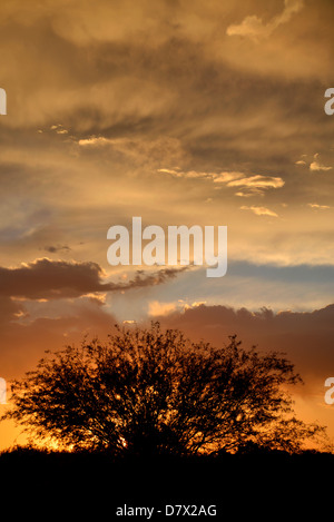 Sunset silhouettes a mesquite tree as seen from the east side, Tucson, Arizona, Sonoran Desert, USA. Stock Photo