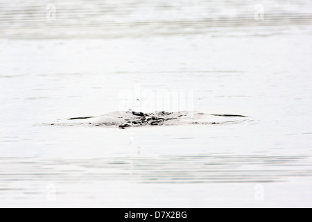 Diving duck creates ripples in a tundra lake in the western section of Denali National Park, Alaska, USA Stock Photo