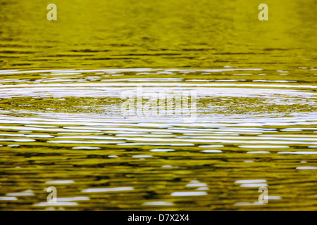 Diving duck creates ripples in a tundra lake in the western section of Denali National Park, Alaska, USA Stock Photo