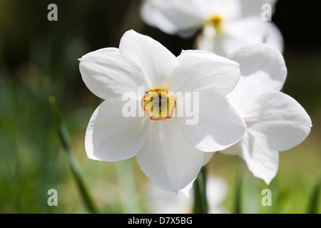 Narcissus poeticus 'Actaea' growing in an English garden. Stock Photo