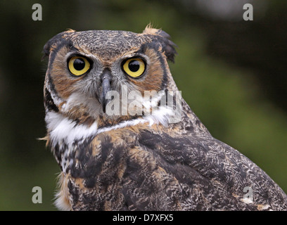 Great Horned Owl Ears Back Stock Photo