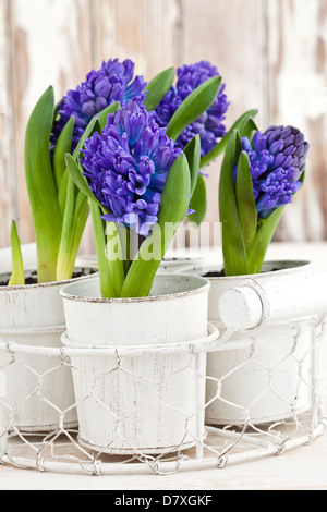 Portrait shot of blue and purple hyacinth flowers in white pots against a worn timber background. Stock Photo