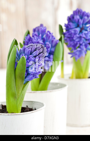 Portrait shot of blue and purple hyacinth flowers in white pots against a worn timber background. Stock Photo