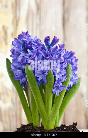 Portrait shot of blue and purple hyacinth flowers in a white pot against a worn timber background. Stock Photo