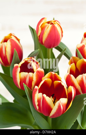 Portrait shot of red tulips with yellow edges against a worn timber background. Stock Photo