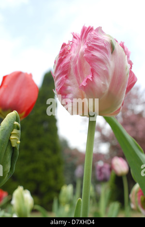 Pink and white Salmon Parrot tulip in Holland, Michigan Stock Photo