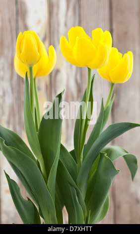 Portrait shot of yellow tulips against a worn timber background. Stock Photo