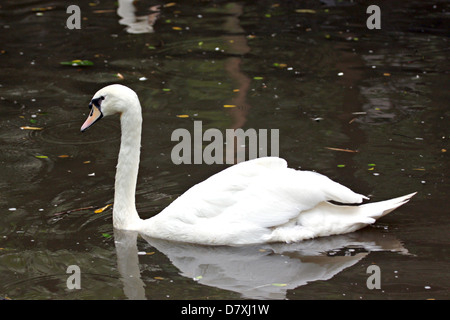 White geese may enjoy swimming. Stock Photo