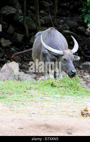 The Buffalo eating grass in the field. Stock Photo