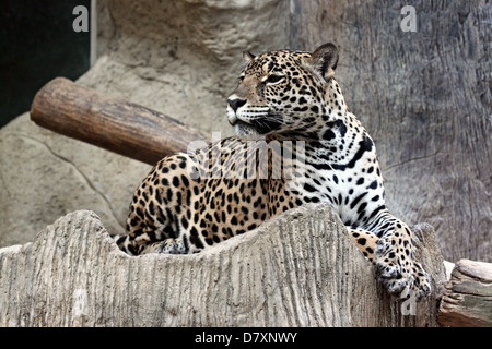 Side of leopard was watching prey. Stock Photo