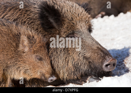 wild hogs Stock Photo