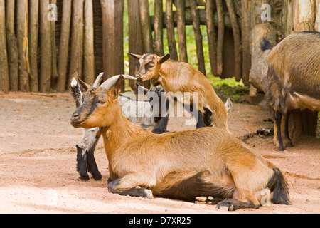 african goats Stock Photo
