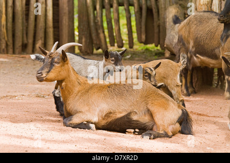 african goats Stock Photo