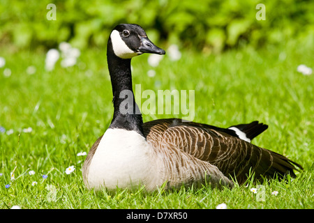 Canada goose Stock Photo