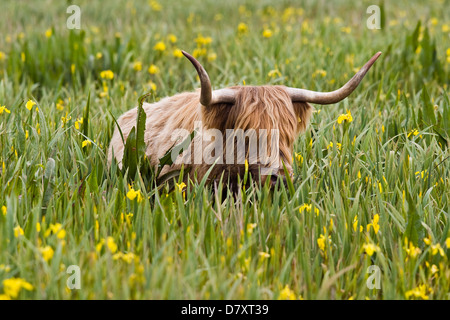 A single Highland cattle stands in the water on a green meadow ...