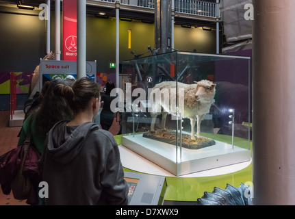 National Museum of Scotland, Chambers Street, Edinburgh - Dolly, the world's first cloned sheep, on show. Stock Photo