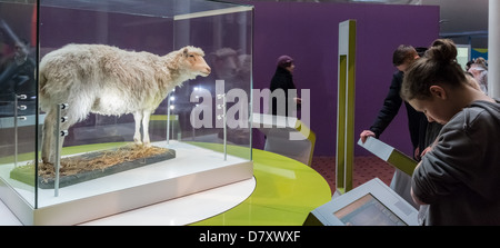 National Museum of Scotland, Chambers Street, Edinburgh - Dolly, the world's first cloned sheep, on show. Stock Photo