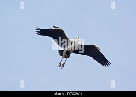 flying grey heron Stock Photo