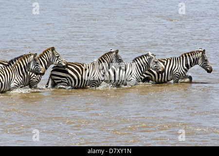 bathing zebras Stock Photo