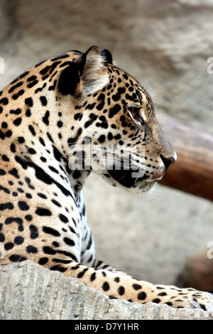 Side of leopard was watching prey. Stock Photo