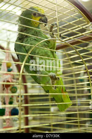 Blue-Fronted Amazon Parrot Amazona aestiva Single adult in a cage UK Stock Photo