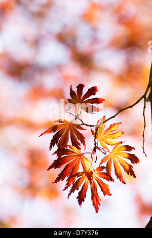 Acer Palmatum  Trompenburg. Japanese maple tree Stock Photo