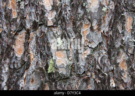 Scots pine bark (Pinus sylvestris) close-up Stock Photo