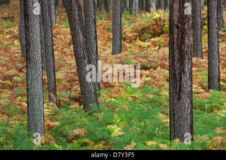 Scots Pine (Pinus sylvestris) and bracken in coniferous forest in autumn Stock Photo